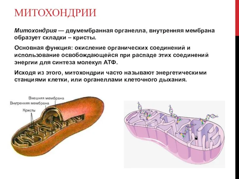 МИТОХОНДРИИ Митохондрия — двумембранная органелла, внутренняя мембрана образует складки – кристы. Основная