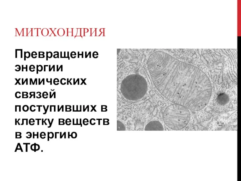 МИТОХОНДРИЯ Превращение энергии химических связей поступивших в клетку веществ в энергию АТФ.