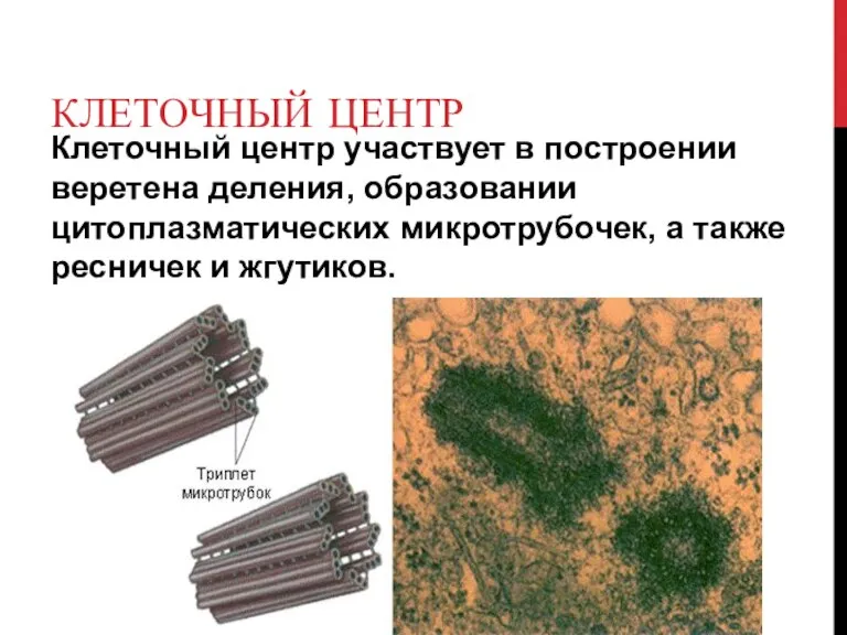 КЛЕТОЧНЫЙ ЦЕНТР Клеточный центр участвует в построении веретена деления, образовании цитоплазматических микротрубочек,