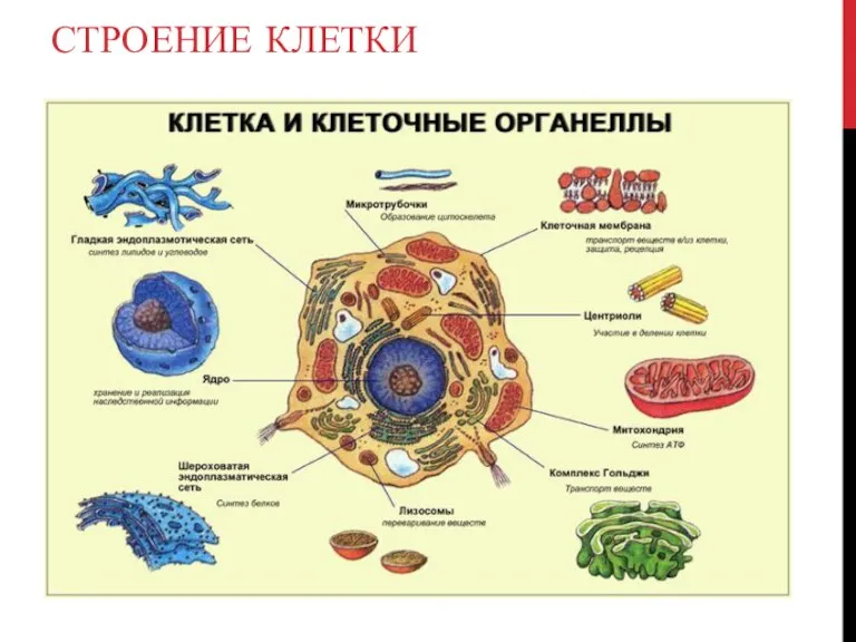 СТРОЕНИЕ КЛЕТКИ