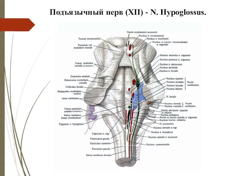 Подъязычный нерв (XII) - N. Hypoglossus.