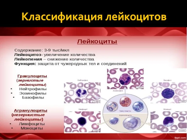 Классификация лейкоцитов