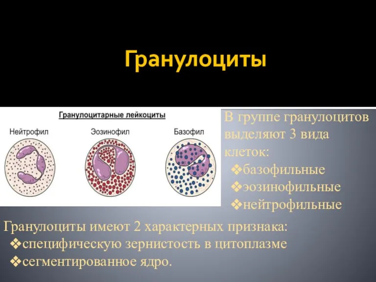 Гранулоциты В группе гранулоцитов выделяют 3 вида клеток: базофильные эозинофильные нейтрофильные Гранулоциты