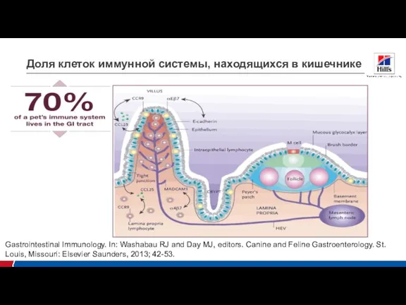 20% 35% 60% 70% 85% Доля клеток иммунной системы, находящихся в кишечнике