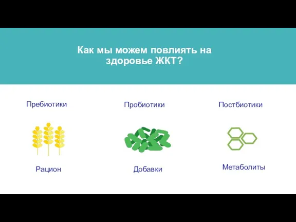 Как мы можем повлиять на здоровье ЖКТ? Пребиотики Пробиотики Постбиотики Рацион Добавки Метаболиты