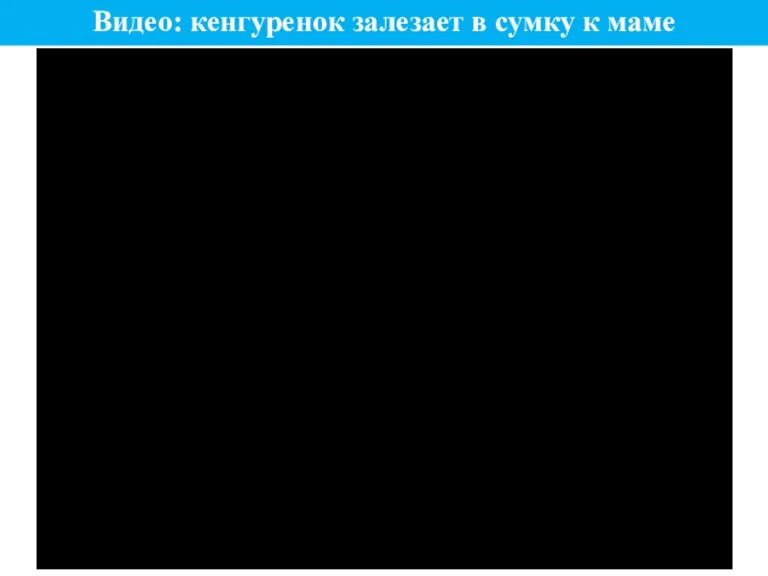 Видео: кенгуренок залезает в сумку к маме