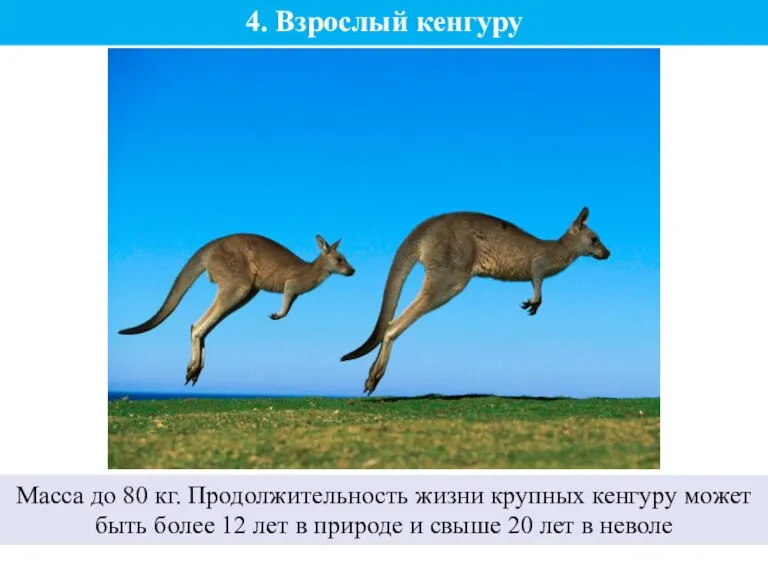4. Взрослый кенгуру Масса до 80 кг. Продолжительность жизни крупных кенгуру может