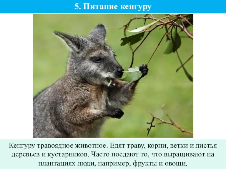 5. Питание кенгуру Кенгуру травоядное животное. Едят траву, корни, ветки и листья