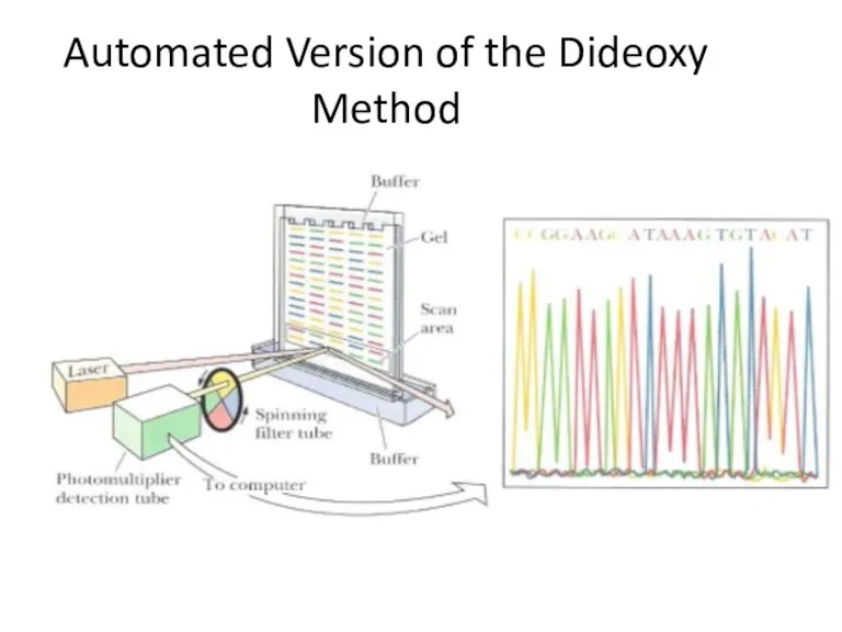 Automated Version of the Dideoxy Method