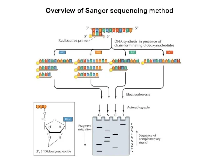 Overview of Sanger sequencing method