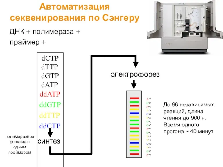 ДНК + полимераза + праймер + dCTP dTTP dGTP dATP ddATP ddGTP