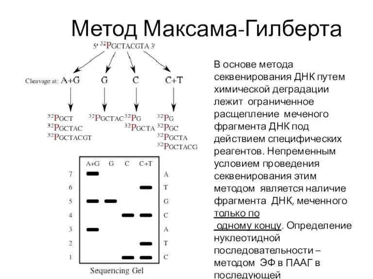 Метод Максама-Гилберта В основе метода секвенирования ДНК путем химической деградации лежит ограниченное