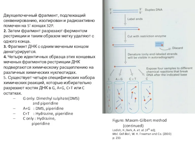 Стадии Двухцепочечный фрагмент, подлежащий секвенированию, изолирован и радиоактивно помечен на 5’-концах 32P.
