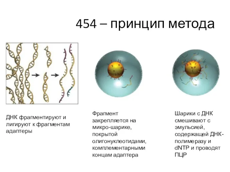 454 – принцип метода ДНК фрагментируют и лигируют к фрагментам адаптеры Фрагмент