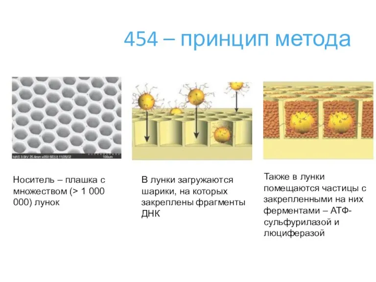 454 – принцип метода Носитель – плашка с множеством (> 1 000