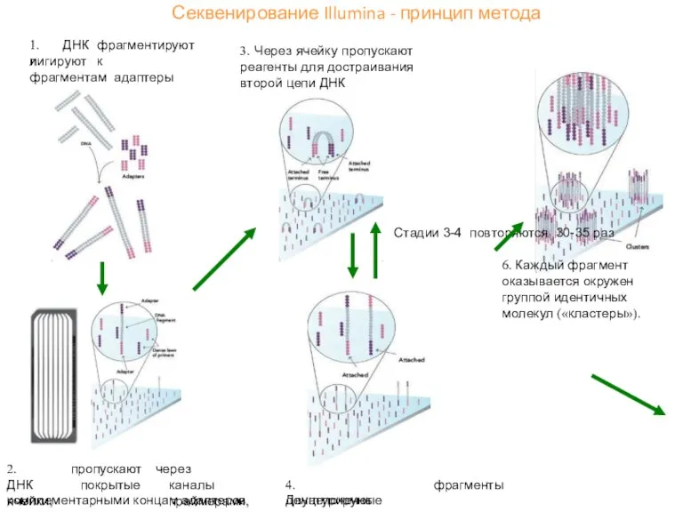 Секвенирование Illumina - принцип метода 1. ДНК фрагментируют и лигируют к фрагментам