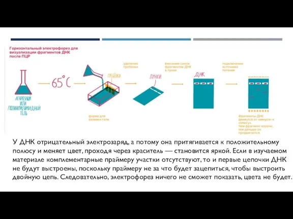 У ДНК отрицательный электрозаряд, а потому она притягивается к положительному полюсу и