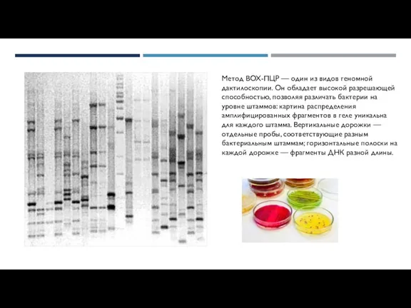 Метод BOX-ПЦР — один из видов геномной дактилоскопии. Он обладает высокой разрешающей