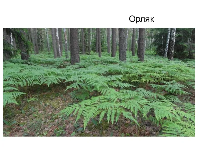 Орляк