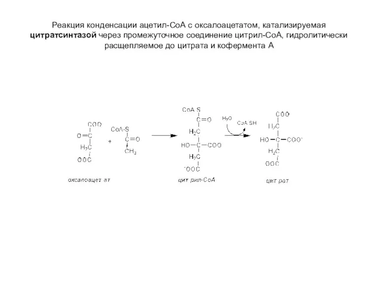 Реакция конденсации ацетил-СоА с оксалоацетатом, катализируемая цитратсинтазой через промежуточное соединение цитрил-СоА, гидролитически
