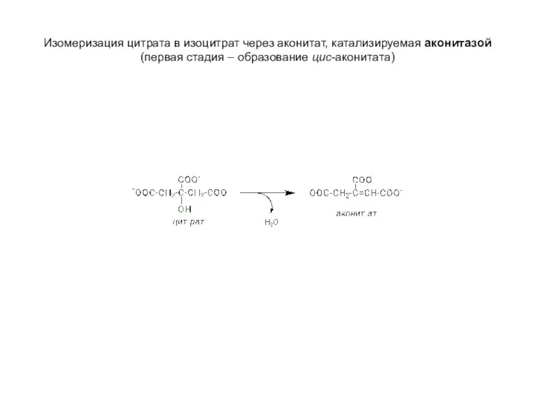 Изомеризация цитрата в изоцитрат через аконитат, катализируемая аконитазой (первая стадия – образование цис-аконитата)