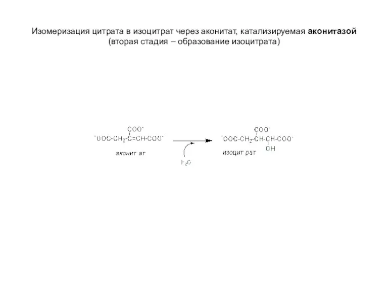 Изомеризация цитрата в изоцитрат через аконитат, катализируемая аконитазой (вторая стадия – образование изоцитрата)