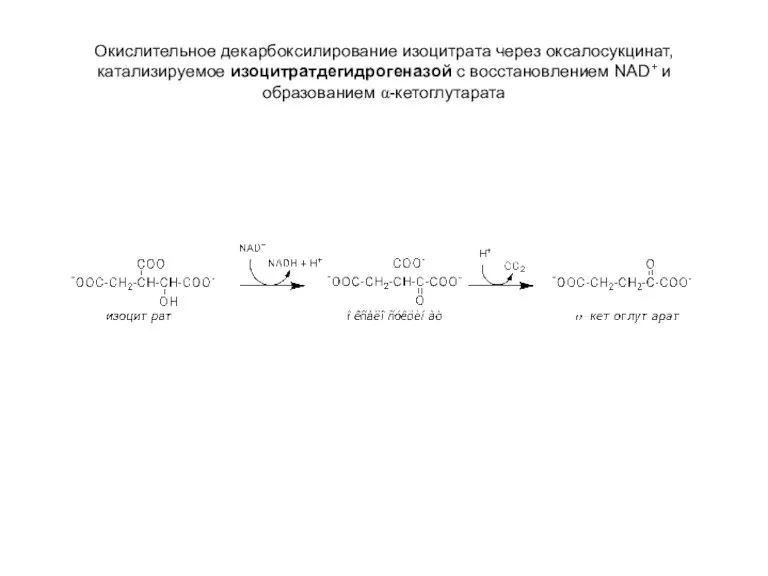 Окислительное декарбоксилирование изоцитрата через оксалосукцинат, катализируемое изоцитратдегидрогеназой с восстановлением NAD+ и образованием α-кетоглутарата