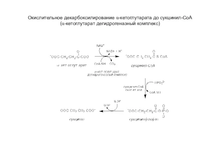 Окислительное декарбоксилирование α-кетоглутарата до сукцинил-СоА (α-кетоглутарат дегидрогеназный комплекс)