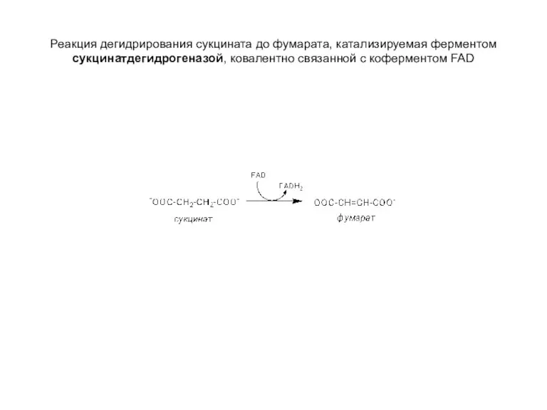 Реакция дегидрирования сукцината до фумарата, катализируемая ферментом сукцинатдегидрогеназой, ковалентно связанной с коферментом FAD