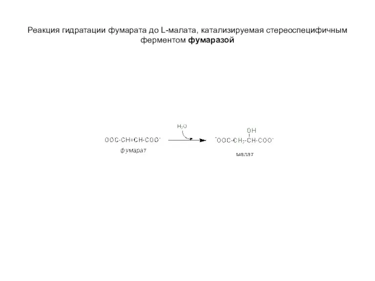 Реакция гидратации фумарата до L-малата, катализируемая стереоспецифичным ферментом фумаразой