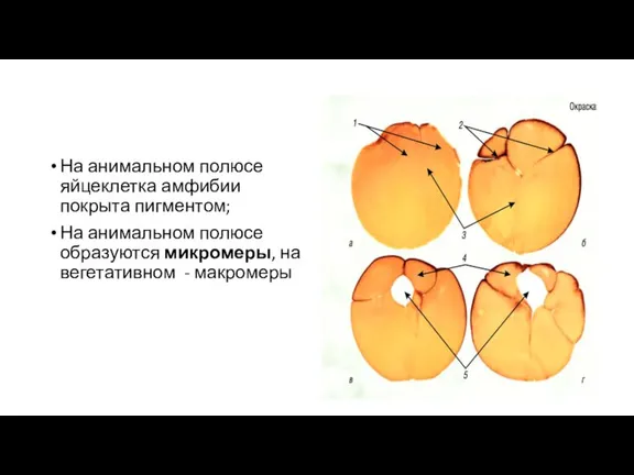 На анимальном полюсе яйцеклетка амфибии покрыта пигментом; На анимальном полюсе образуются микромеры, на вегетативном - макромеры