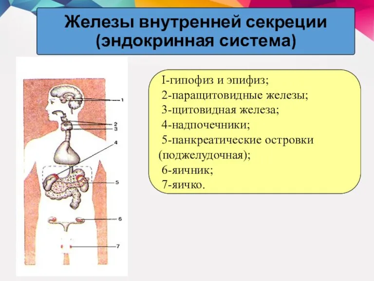 Железы внутренней секреции (эндокринная система) I-гипофиз и эпифиз; 2-паращитовидные железы; 3-щитовидная железа;