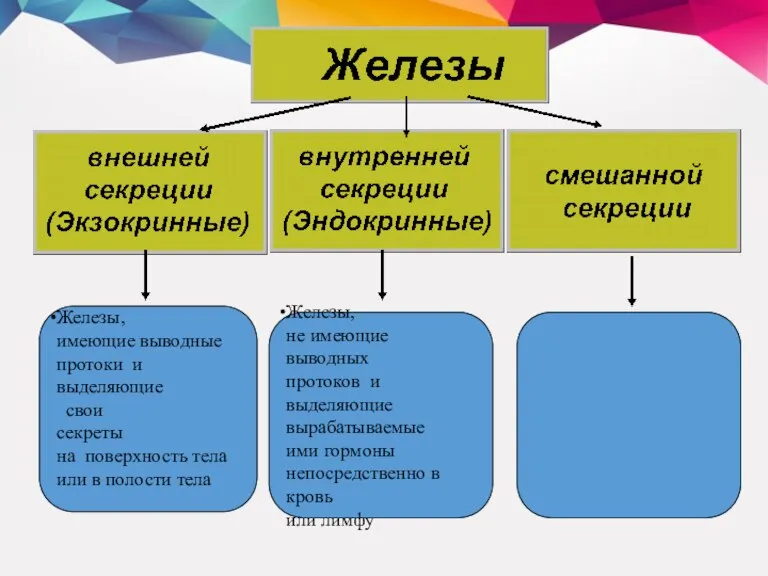 Железы, имеющие выводные протоки и выделяющие свои секреты на поверхность тела или