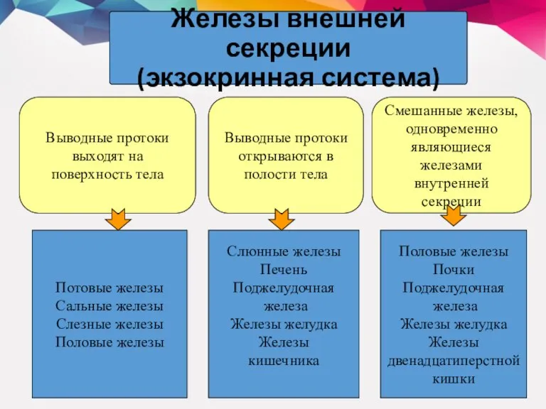 Железы внешней секреции (экзокринная система) Выводные протоки выходят на поверхность тела Выводные