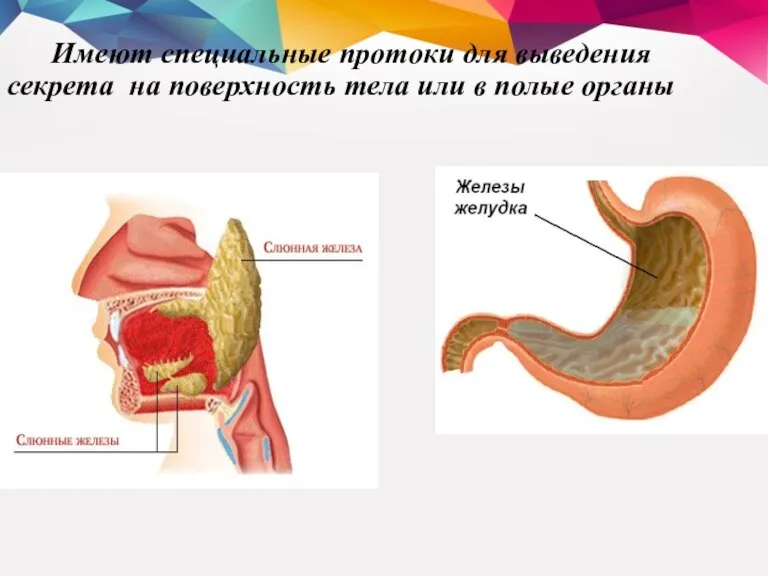 Имеют специальные протоки для выведения секрета на поверхность тела или в полые органы