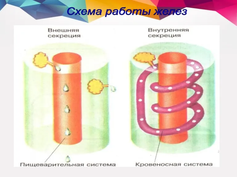 Схема работы желез