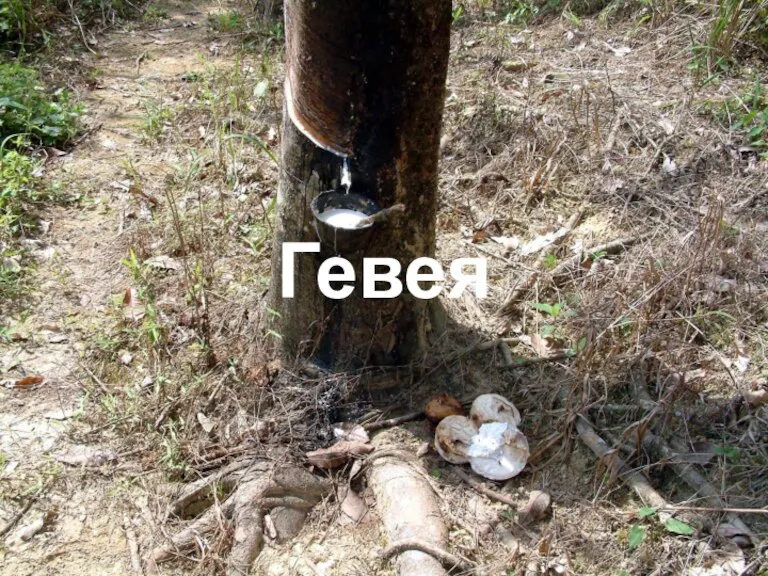 Гевея