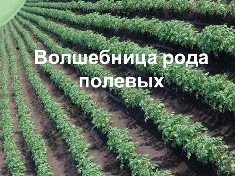 Волшебница рода полевых