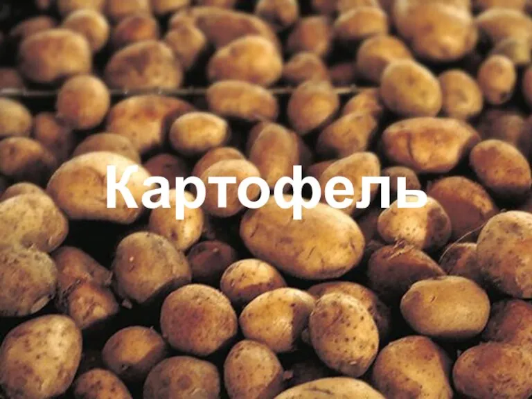 Картофель