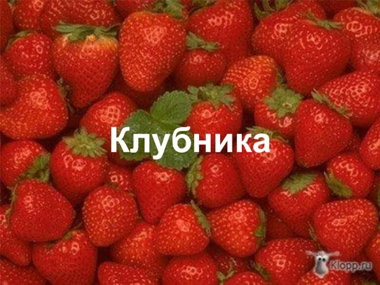 Клубника