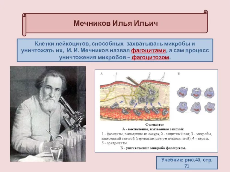 Мечников Илья Ильич Учебник: рис.40, стр. 71 Клетки лейкоцитов, способных захватывать микробы