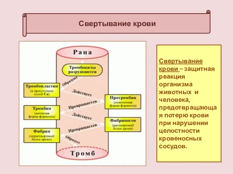 Свертывание крови Свертывание крови – защитная реакция организма животных и человека, предотвращающая