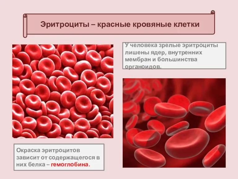 Эритроциты – красные кровяные клетки У человека зрелые эритроциты лишены ядер, внутренних