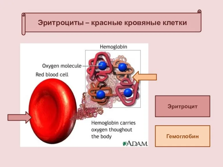Эритроциты – красные кровяные клетки Гемоглобин Эритроцит