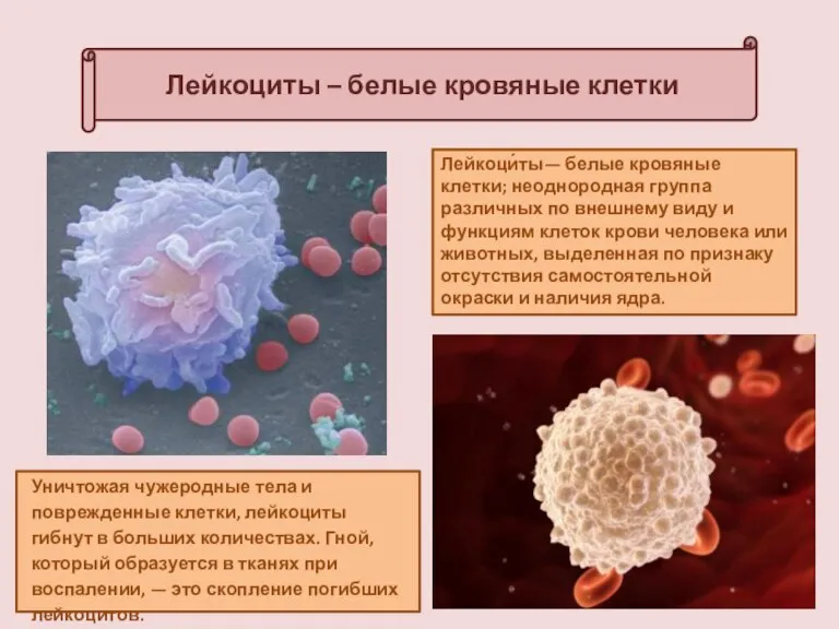 Лейкоциты – белые кровяные клетки Лейкоци́ты— белые кровяные клетки; неоднородная группа различных