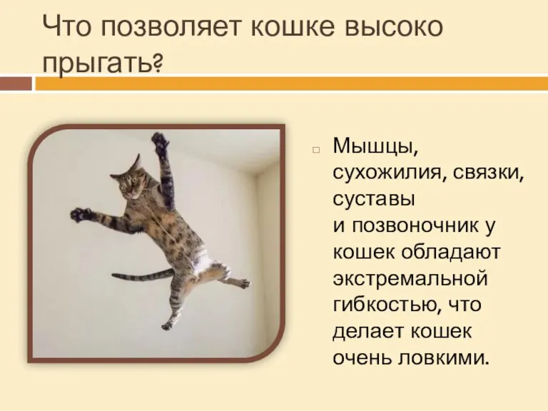Что позволяет кошке высоко прыгать? Мышцы, сухожилия, связки, суставы и позвоночник у