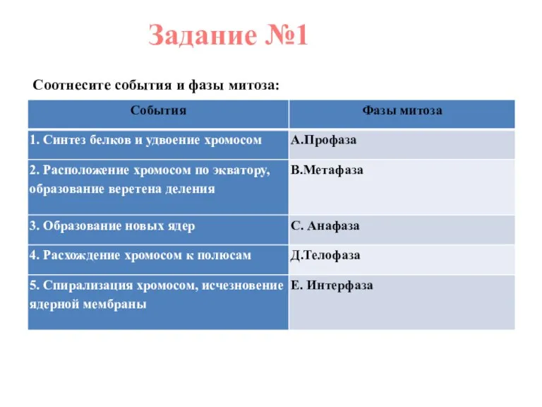 Задание №1 Соотнесите события и фазы митоза: