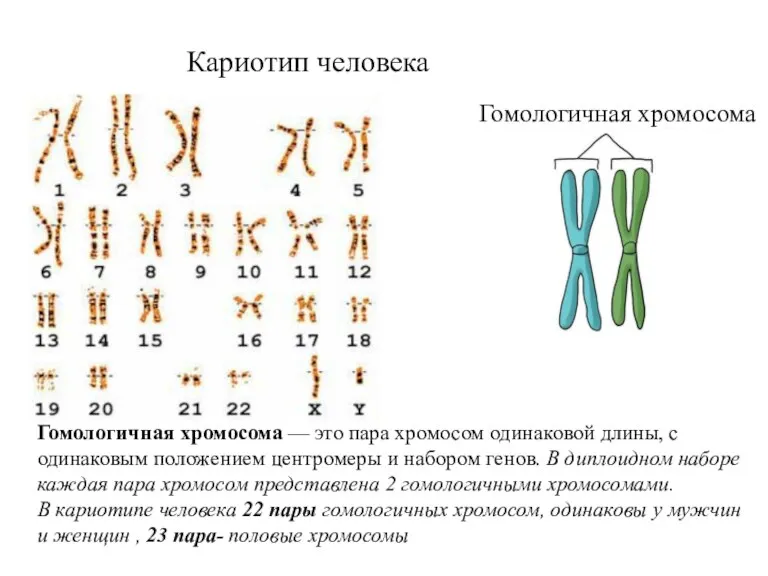 Гомологичная хромосома — это пара хромосом одинаковой длины, с одинаковым положением центромеры