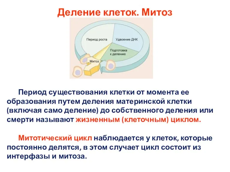 Деление клеток. Митоз Период существования клетки от момента ее образования путем деления