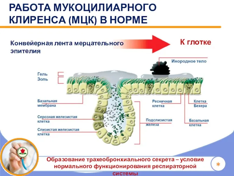 * РАБОТА МУКОЦИЛИАРНОГО КЛИРЕНСА (МЦК) В НОРМЕ К глотке Конвейерная лента мерцательного